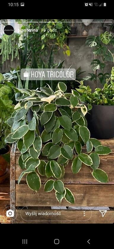 planterina - instagram