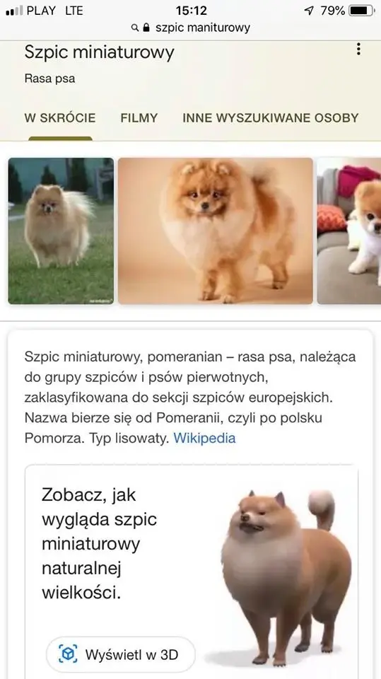 szpic-miniaturowy